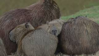 Adorable Capybara family cuddling on a cold day [upl. by Janaye925]