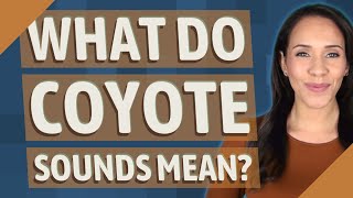 What do coyote sounds mean [upl. by Kacy886]