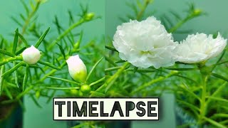 The Incredible Moss Rose A Time Lapse Journey [upl. by Jariv]