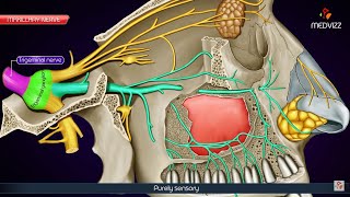 Maxillary division of Trigeminal nerve V2 or Vb  Maxillary nerve  Anatomy Animation [upl. by Anceline]