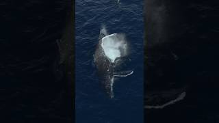 Watch this whale flip itself 💥 shorts whale ocean asmr [upl. by Sunday]