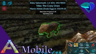 IMPRINTED SABERTOOTH BREEDING Ark Mobile S1E26 [upl. by Ahsied409]