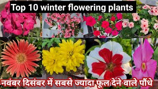 नवंबर दिसंबर में सबसे ज्यादा फूल देने वाले 10 पौंधे  Top ten winter flowering plants [upl. by Eeryk]