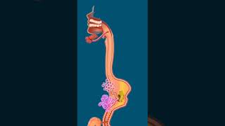 Human Digestive System 💨digestivesystem mydarksideshortfeed2023 [upl. by Walli]