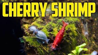 Cherry Shrimp Care Guide  Crazy Colorful Shrimp​​ for Beginners [upl. by Allevon]