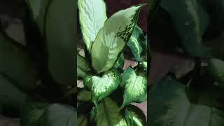 Dieffenbachia maculata Camilledieffenbachia mygardenlife mygardenmylove indoorplants shorts [upl. by Atikam]