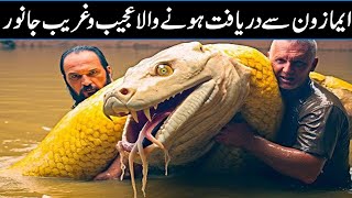 10 Terrifying Creatures Found From Amazon Forest In Urdu Hindi [upl. by Teodoro]