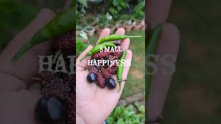 Sweet and spicy harvest harvest mulberryfruit chillies [upl. by Llerdna]