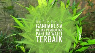 Justicia Gendarussa  Bahan Utama Parfum Walet [upl. by Beutner]