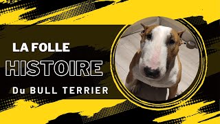 BULL TERRIER 1 Le chien pas comme les autres  comportement conseil pour un chien fidèle [upl. by Olim]