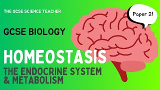 GCSE Biology Homeostasis an overview  AQA OCR Edexcel [upl. by Ursi306]