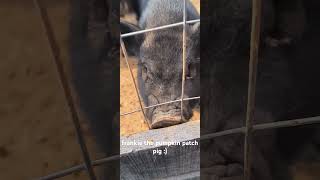 i havent been around pigs much is this a happy sound i was just gently booping him pig [upl. by Keily65]