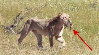 Lion vs Ostrich chicks  Female takes advantage of easy prey in Kgalagadi National Park [upl. by Brottman]