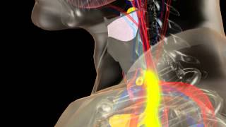 Anatomy of the Thyroid and Parathyroid Glands [upl. by Luas]