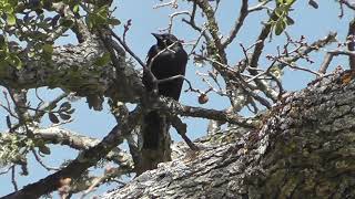 Tricolored Blackbird Song [upl. by Mcgee]