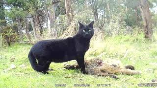 A pademelon dies in the bush Viewer discretion is advised Some may find the content disturbing [upl. by Acinat897]