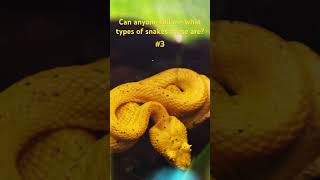 Rainforest Hike at Místico Arenal Hanging Bridges 🌿  Arenal Volcano amp Eyelash Viper CloseUp 🐍 [upl. by Anh99]