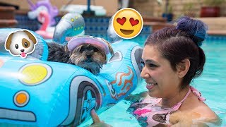 Buying My Dog Baby Pool Toys [upl. by Anais]