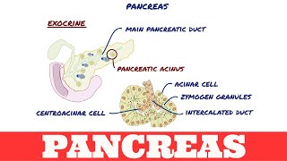 Histology of Pancreas [upl. by Hilel]