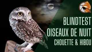 Blindtest  Reconnaître les chants doiseaux de nuit spécial CHOUETTE et HIBOU [upl. by Leede]