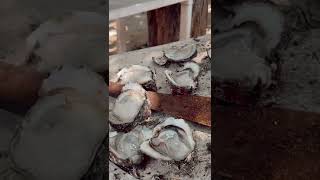 Fresh Oysters at Troncones Beach Guerrero Mexico  Mexican Street Food [upl. by Nulubez873]