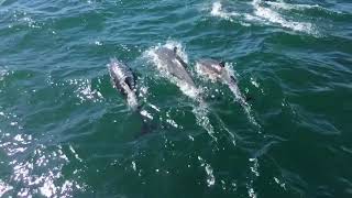 Dolphins in Puerto Peñasco Mexico [upl. by Faustina546]