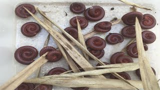 ASRM Clearing Catch find Dung Beetle  Millipedes Worm insects ASRM Super insects Millipedes017 [upl. by Anirehtac116]