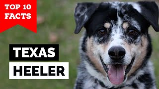 Texas Heeler  Top 10 Facts [upl. by Akerdnahs]