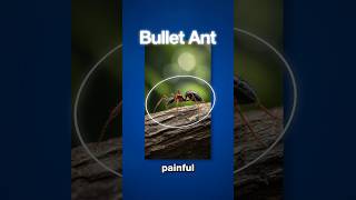 The Most Painful Insect in the World Bullet Ant 😱 shorts [upl. by Heiskell]