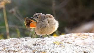 Persian Wheatear Birds of Israel Mt Amasa סלעית פרסית הר עמשא דרום הר חברון [upl. by Olifoet]