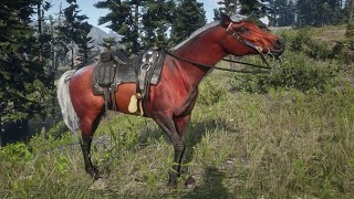 Red Dead Redemption 2  Red Chestnut Arabian Horse [upl. by Nilo]