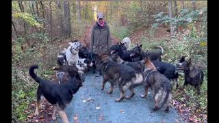 Training mit 36 Hunden verschiedene hilfreiche Übungen Hundemeute Katrin Scholz [upl. by Inirt699]