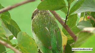 Brown Headed Barbet Eating Tinospora Cordifolia Fruits [upl. by Dougal]