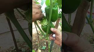 Growing Capsicum Shorts garden farming 💕 [upl. by Kettie]