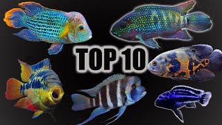 Top 10 Cichlid Tank Setups amp Stocking Ideas [upl. by Erde]