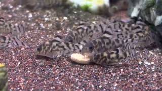 CW111 corydoras bb update [upl. by O'Doneven678]