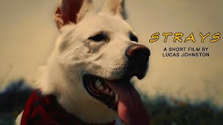 Strays  PostApocalyptic Short [upl. by Asirrac]