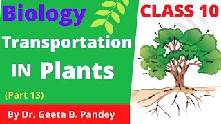 Transportation in plants  Life Processes  class 10 CBSE  Biology [upl. by Oetomit592]