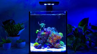 Nano Reef Tank Update Month Three No Skimmer [upl. by Aelat]