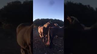 🐎🏔️Ganadería Villalonso Cantabria 🐎 drafthorse horse horsebreed [upl. by Longfellow]