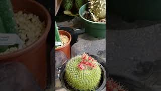 🇧🇷🌵cactos pachanoi music suculentasecactos garden 🏵️ [upl. by Adelbert]