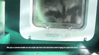 SureFlap Microchip Pet Door Raccoon Testing [upl. by Kopans]