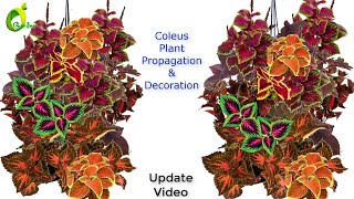 Coleus Plant Propagation amp DecorationHow To grow Coleus Coleus Growing IdeaORGANIC GARDEN [upl. by Hirschfeld]