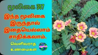 நிழல் வணங்கிதீண்டாநாழிநின்றால் சுருங்கிBiophytum SensitivumNindral Sinungiஅலசல்Alasal [upl. by Ahsiki]