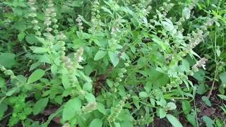 Ocimum tenuiflorumHeen MaduruthalaHerbal plants of Sri Lanka [upl. by Nnaed]