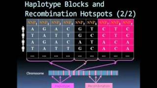 Microarray based SNP genotyping [upl. by Llenna678]