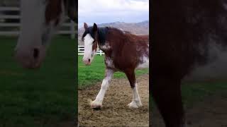 Clydesdale horses Adorable right [upl. by Hofmann756]