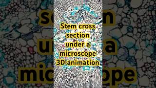 Stem crosssection under a microscope 3danimation [upl. by Analem]