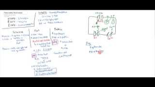 Pancreatic Hormones Insulin Glucagon Somatostatin [upl. by Lolanthe161]