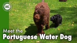 Meet the Portuguese Water Dog [upl. by Roley]